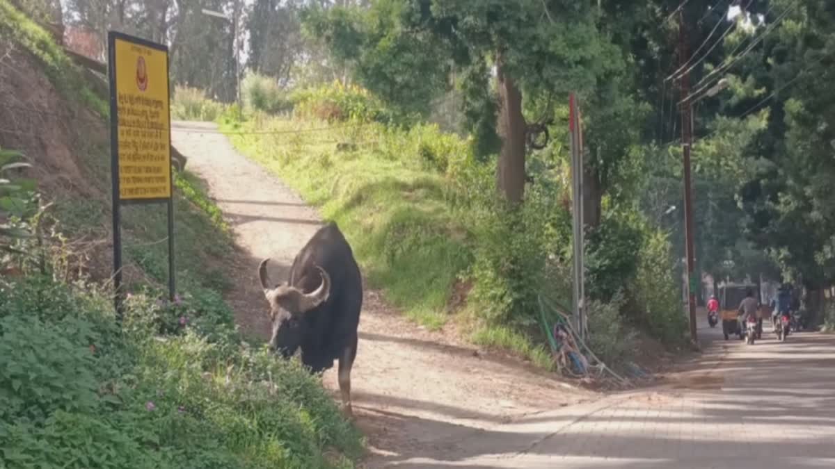 Bison attack old man died