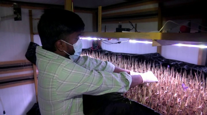 Saffron Cultivation In Karnataka