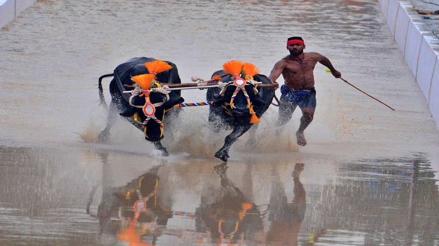 Bangalore Kambala