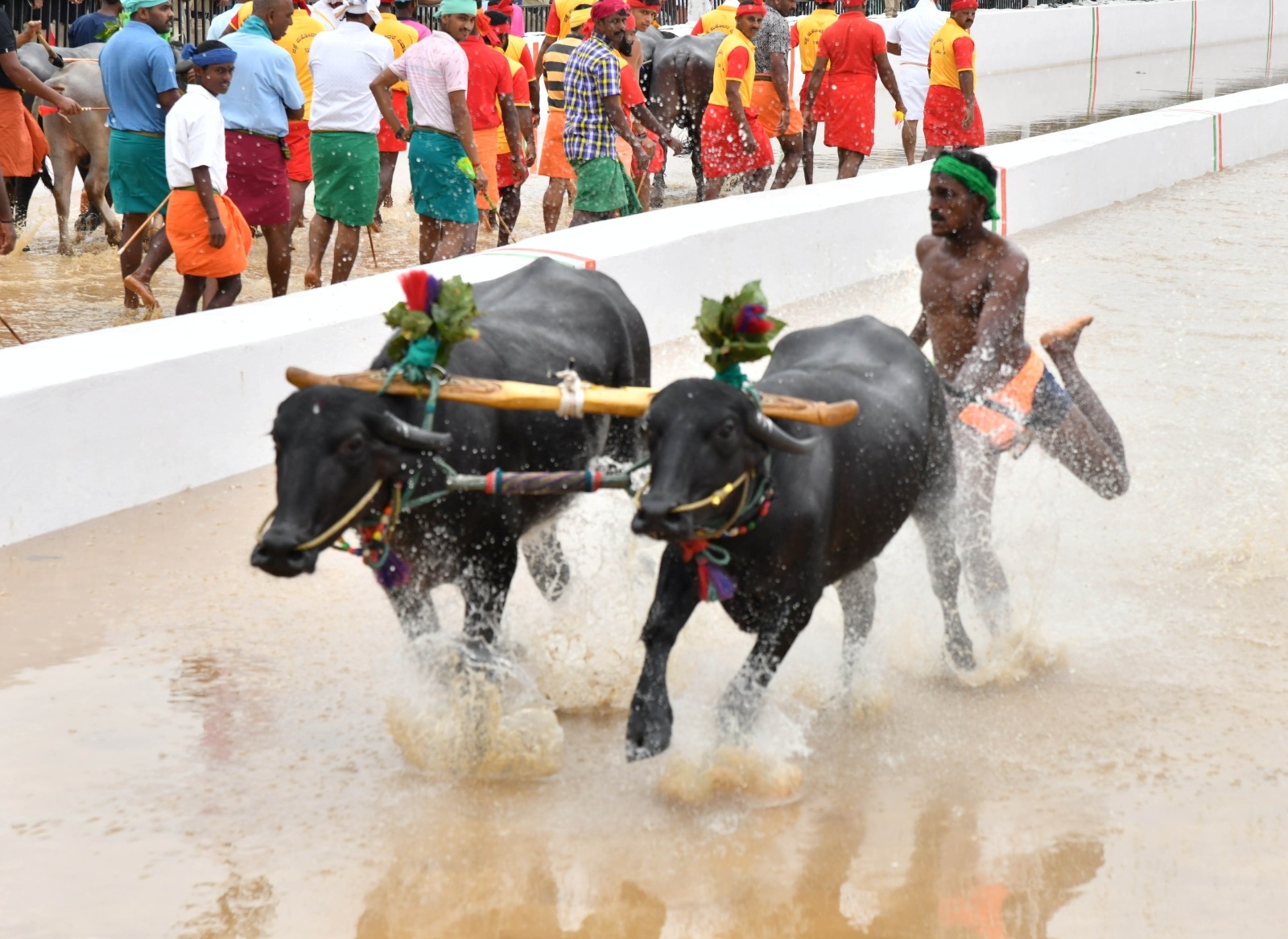 Bangalore Kambala