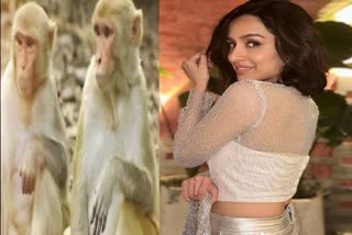 shraddha kapoor shares funny post