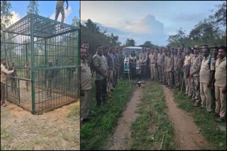 ಹುಲಿ ಸೆರೆ ಕಾರ್ಯಾಚರಣೆ tiger capture operation