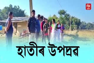 Elephant attack in Golaghat