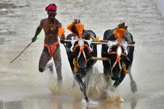 Bangalore Kambala