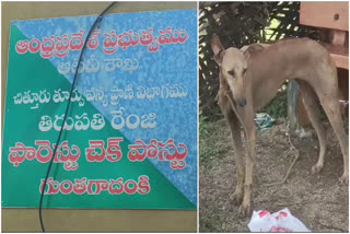 wild_dogs_attcking_in_animals_in_tirupati_district