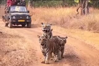Tourism started in Panna Tiger Reserve