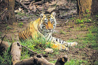 After crossing four states and 750 km, a Maharashtra tiger has reached Odisha. It seems that the Royal Bengal Tiger is roaming in the forest of Parlakhemundi in the Gajapati district and is hunting cows and other pets of locals. The big cat is from Chandrapur Brahampuri Forest Division of Maharashtra. However, there is a lot of discussion about how the tiger crossed such a long distance and reached Odisha. It is said that the tiger may have come in search of a potential mate or a suitable territory.