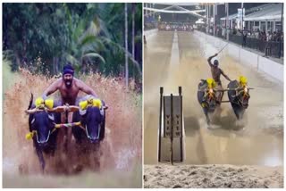 Kantara buffalo's won gold medal in Bengaluru Kambala