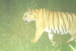 Maharashtra's tiger reaches Odisha