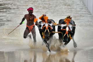 Buffalo Racing Competition Kambala