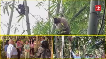 Hoolock gibbon in Tinsukia