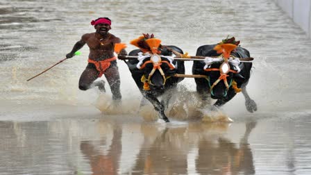 kambala competition