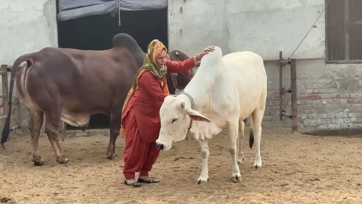 Cattle Farmer Renu Sangwan