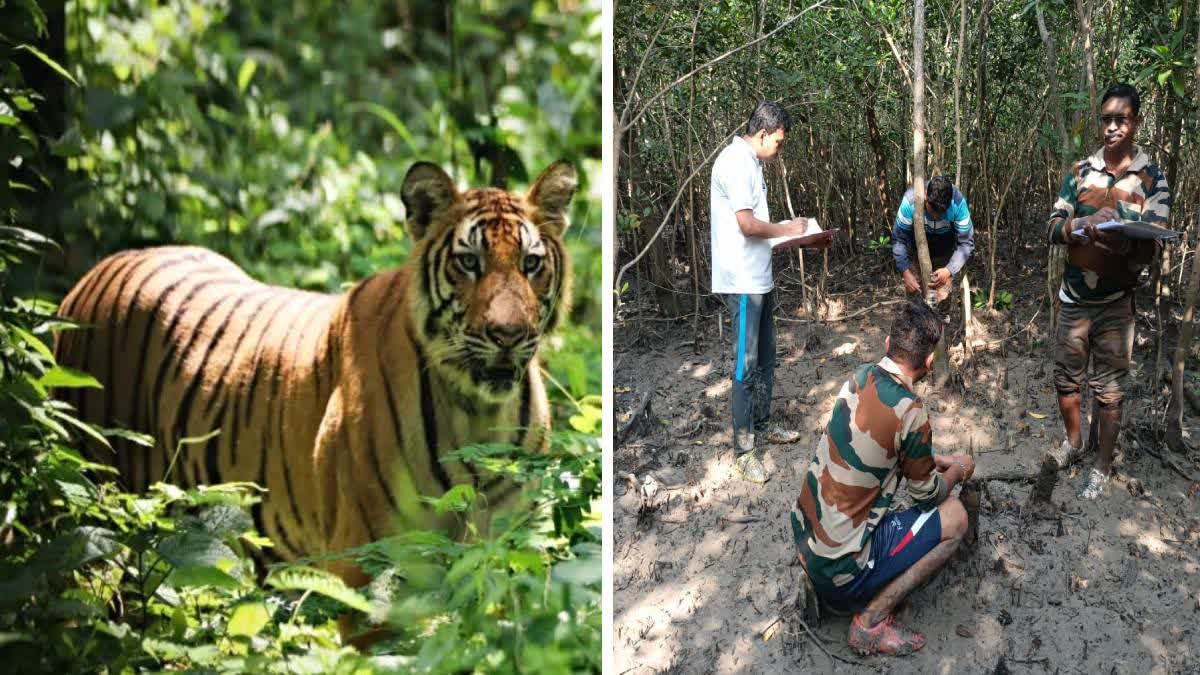 Tiger census