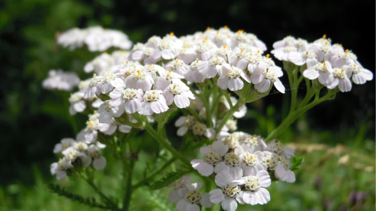 Health Benefits of Achillea Millefolium