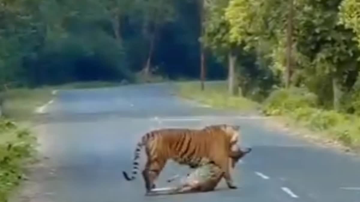 Tiger Seen Carrying Chital Deer