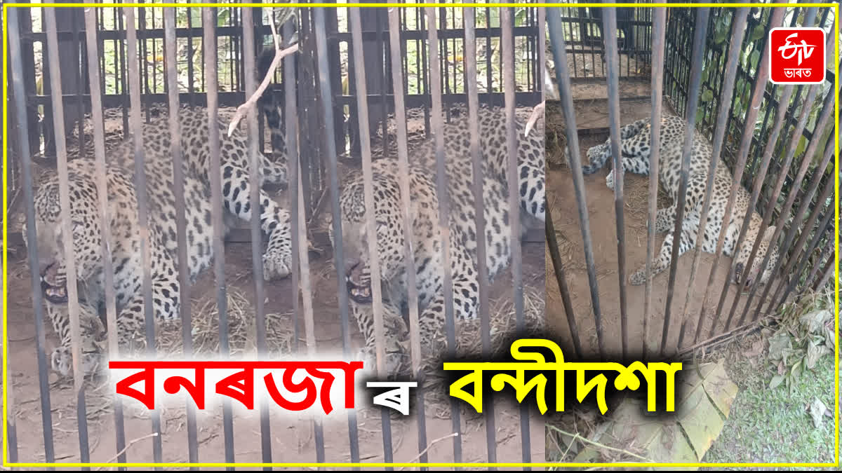 leopard caged in Jorhat