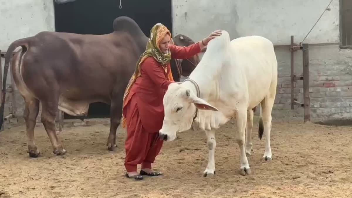 Cattle breeder Renu Sangwan at her farm in Haryana's Jhajjar.