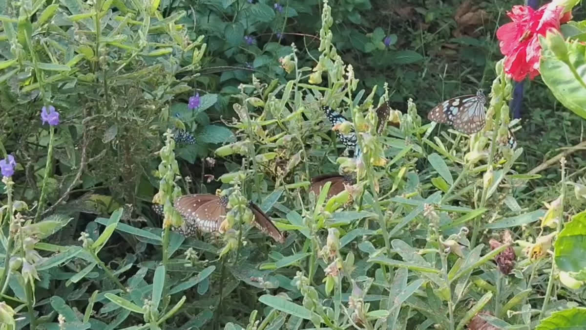 Mangaluru Friends Raise A Mini Butterfly Park From A Dump