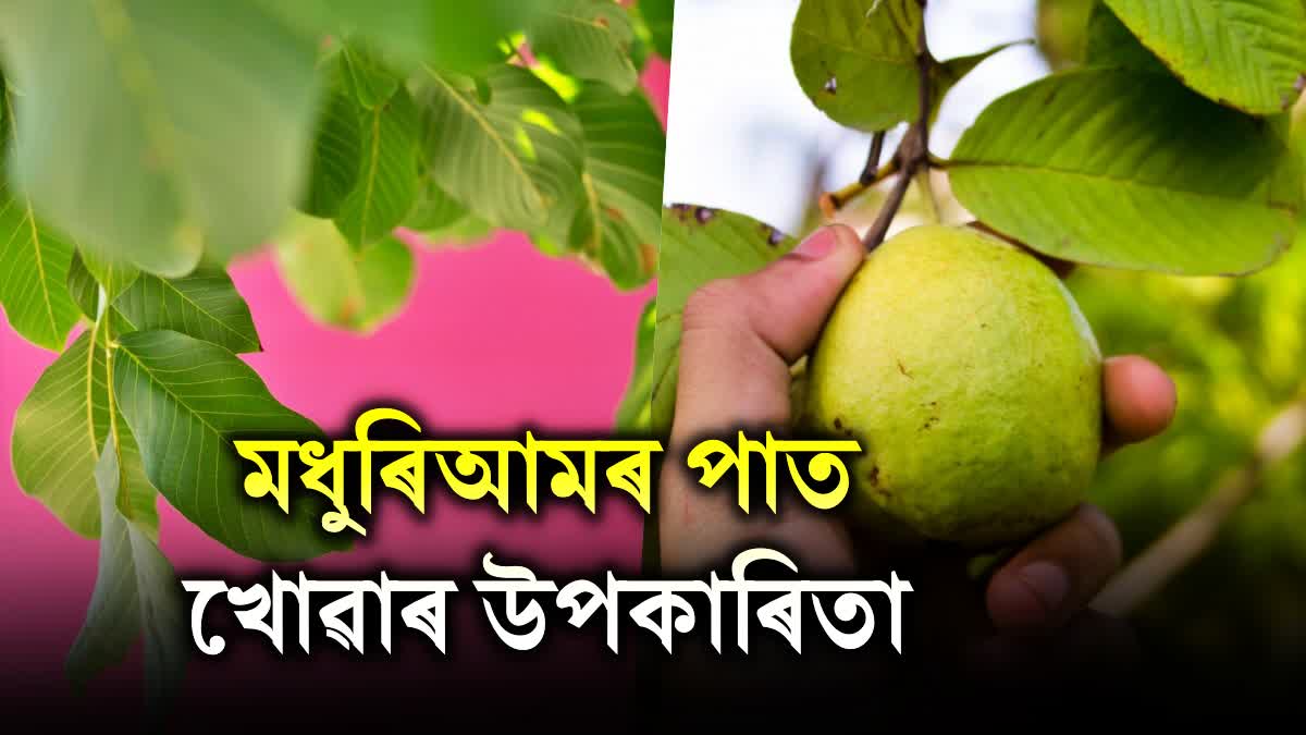 Health Benefits of Guava Leaves