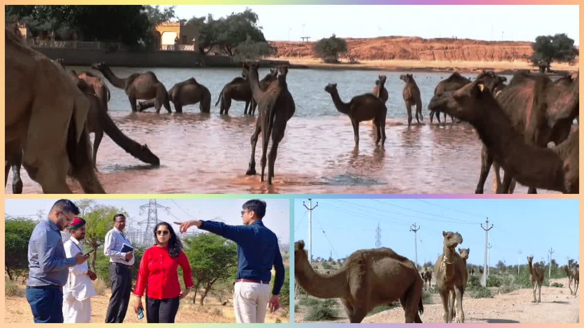 First Camel Research Center