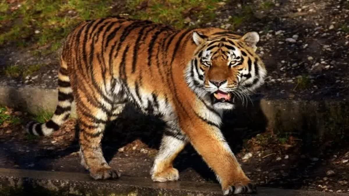 TIGER DEATH IN AMRAVATI DISTRICT