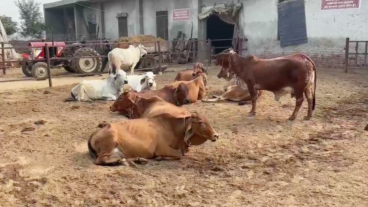 Cattle Farmer Renu Sangwan