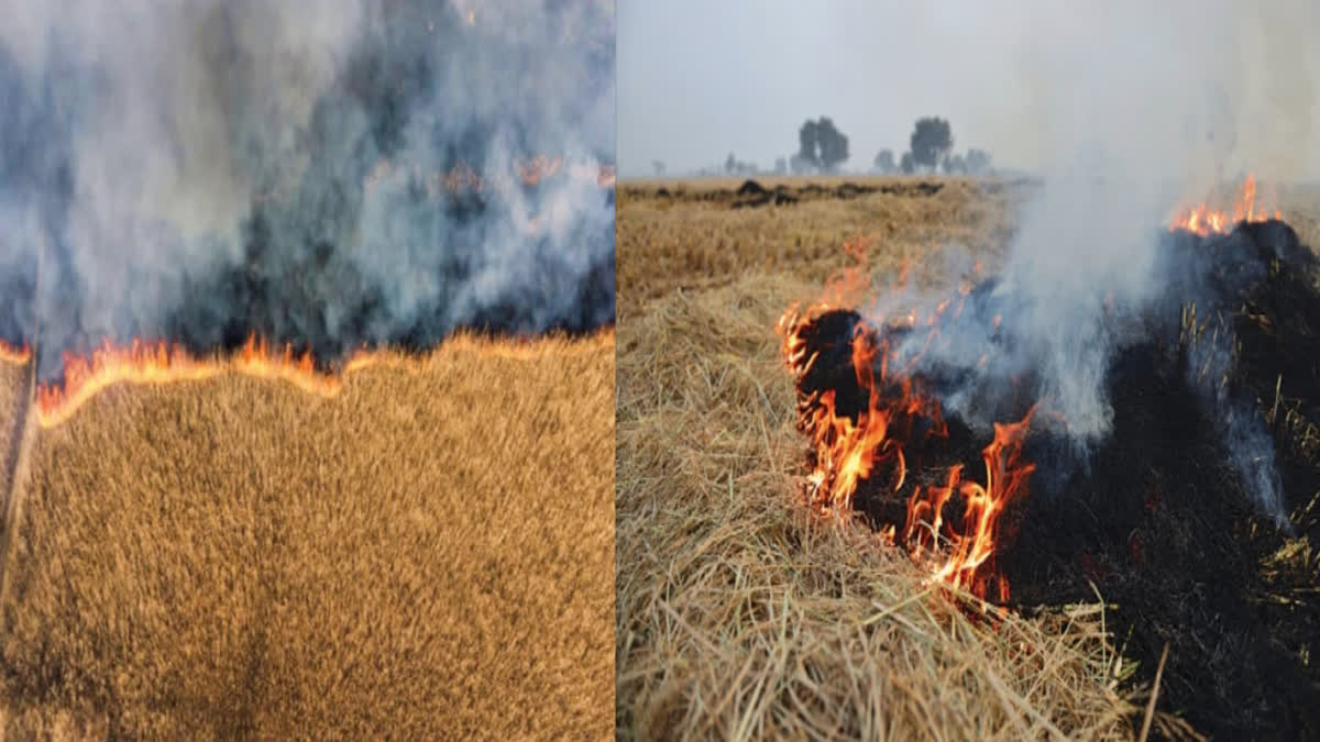 LUDHIANA STUBBLE BURNING CASES