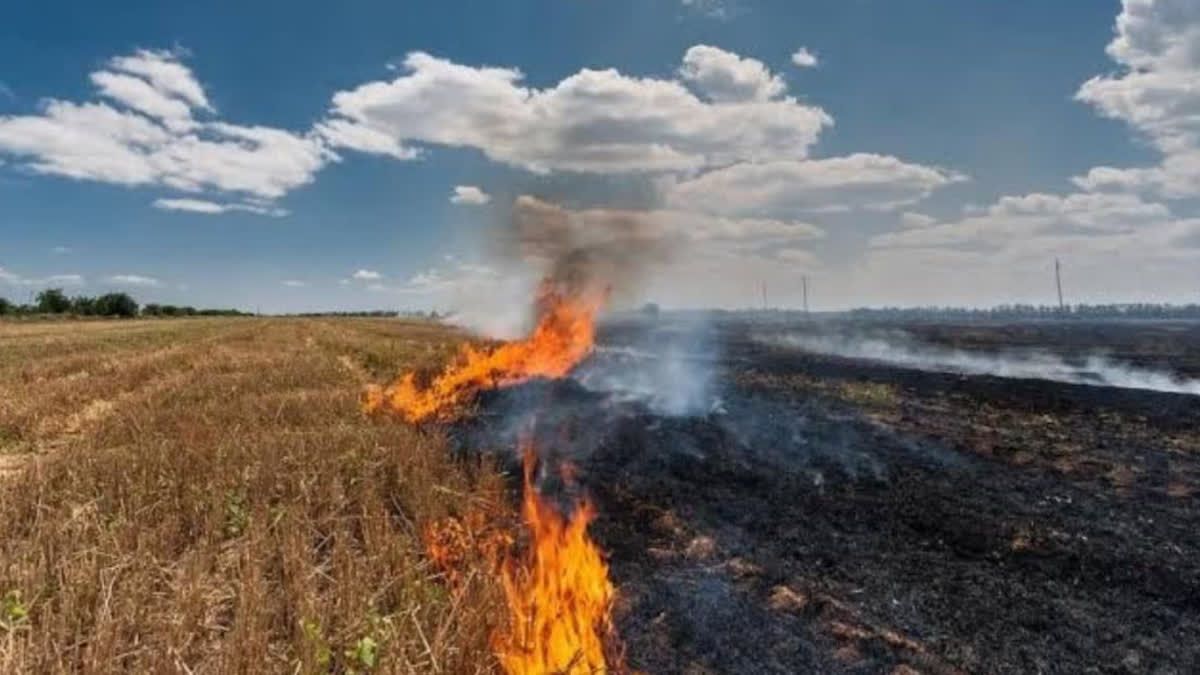 LUDHIANA STUBBLE BURNING CASES