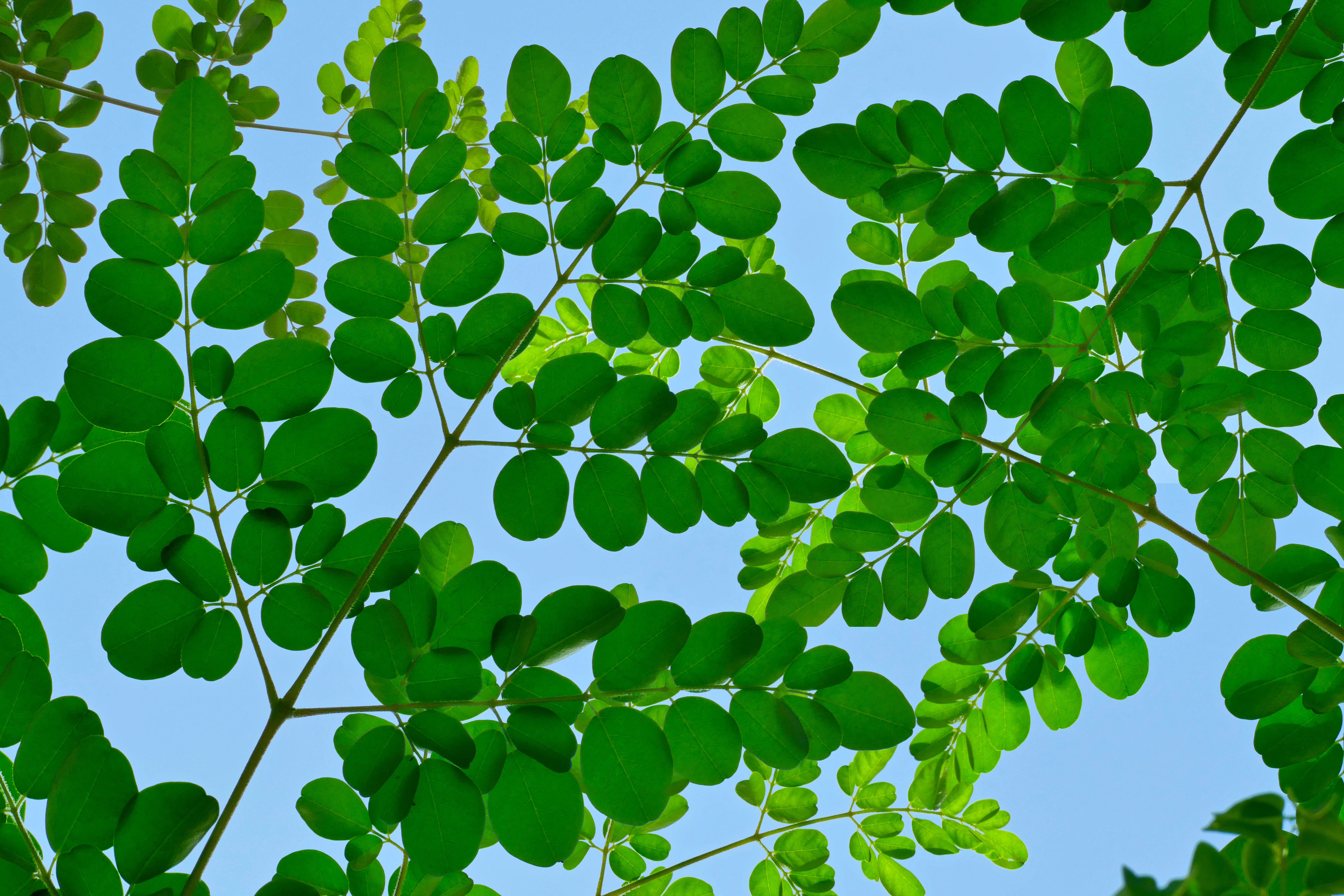 DRUMSTICK LEAVES CANCER TREATMENT