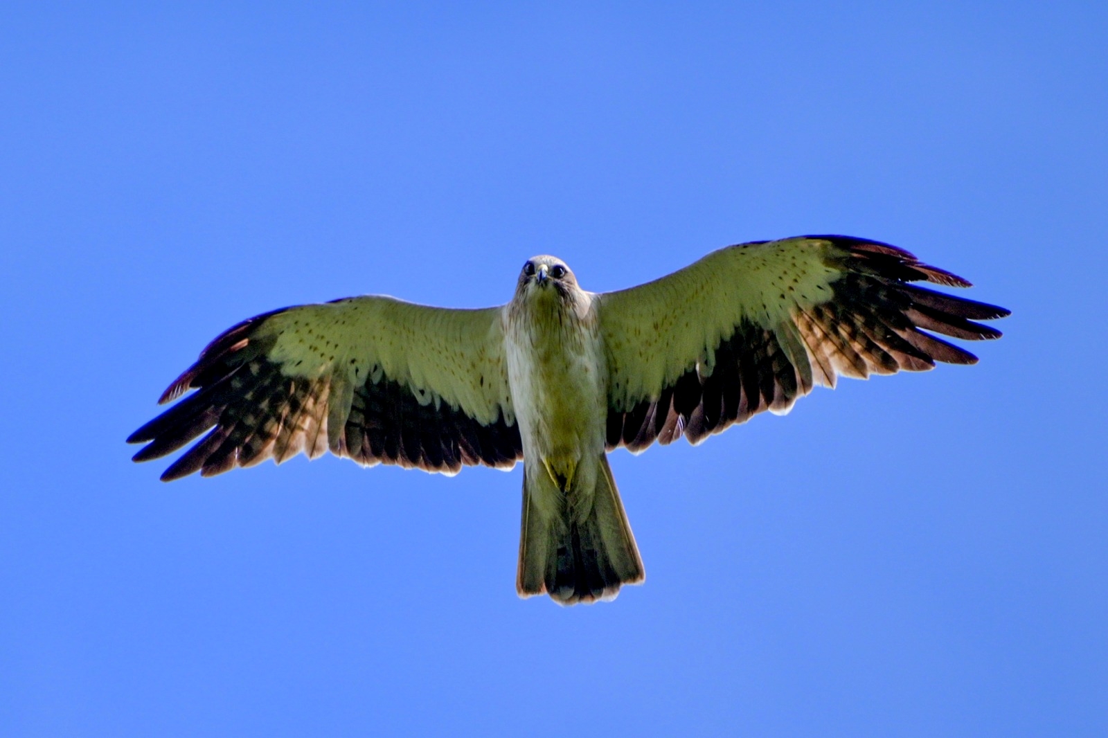 MIGRATORY BIRDS  ദേശാടന പക്ഷികൾ  ദേശീയ പക്ഷി ദിനം  WORLD WIDE FUND FOR NATURE