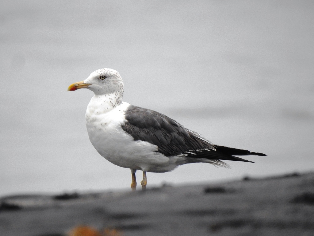 MIGRATORY BIRDS  ദേശാടന പക്ഷികൾ  ദേശീയ പക്ഷി ദിനം  WORLD WIDE FUND FOR NATURE