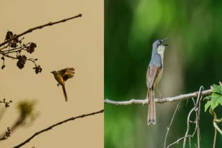 BIRDS IN KORAPUT COFFEE GARDEN