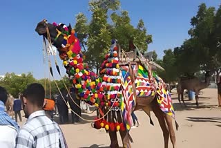 Camel Festival in bikaner