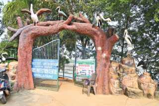 SYBERIAN BIRDS IN GUNTUR  DISTRICT