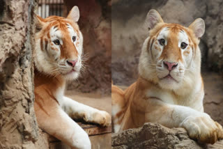 GOLDEN TIGER AVA PHOTOS  CHIANG MAI NIGHT SAFARI PARK  VIRAL GOLDEN TIGER  വൈറല്‍ സ്വര്‍ണ കടുവ