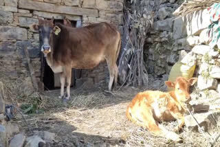 PAURI GARHWAL ANIMAL DISEASE