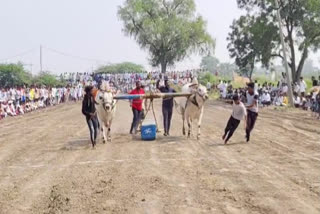 Stone-Pulling Contest Takes Centre Stage At Religious Fair In Karnataka's Bendebembali Village