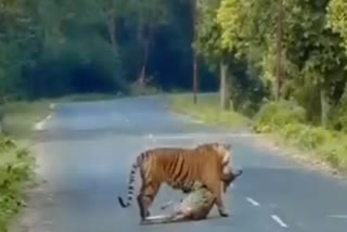 Tiger Seen Carrying Chital Deer