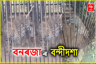 leopard caged in Jorhat