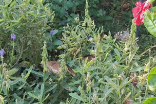 Mangaluru Friends Raise A Mini Butterfly Park From A Dump