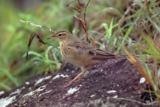 MIGRATORY BIRDS  ദേശാടന പക്ഷികൾ  ദേശീയ പക്ഷി ദിനം  WORLD WIDE FUND FOR NATURE