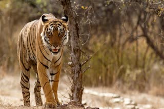 Umaria Noose on tiger neck in Bandhavgarh