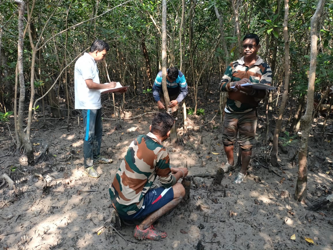 Tiger census