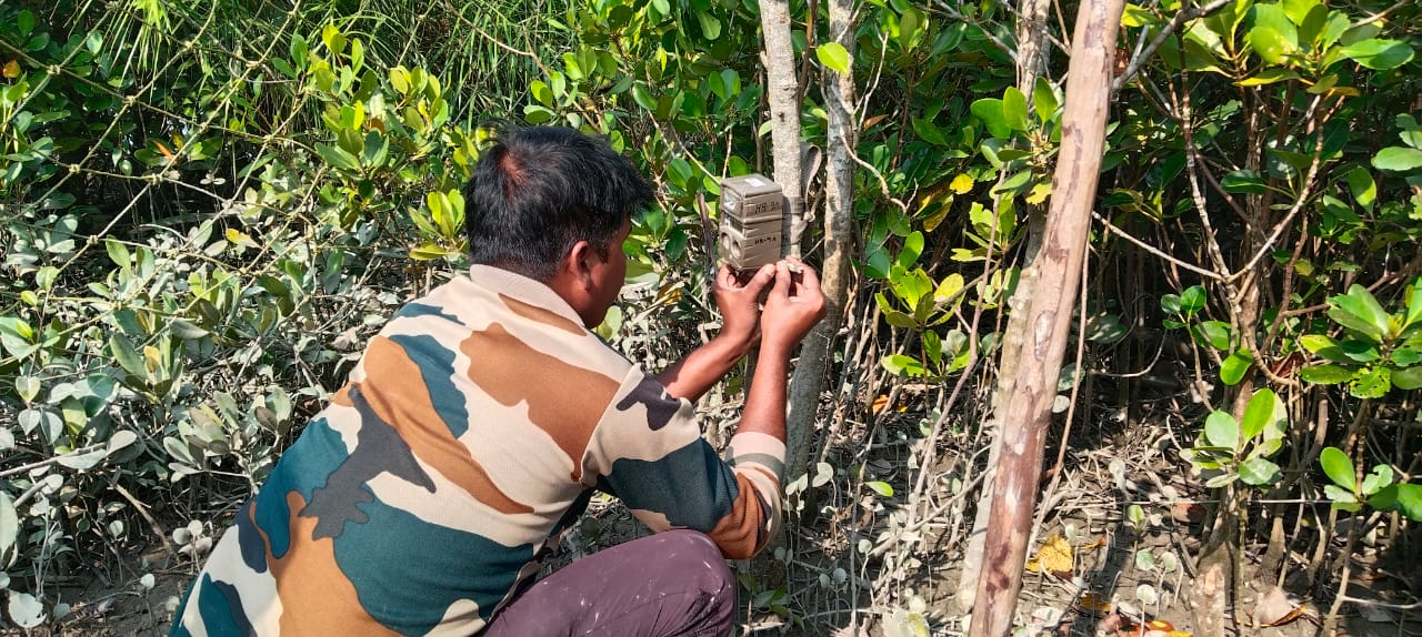 Tiger census