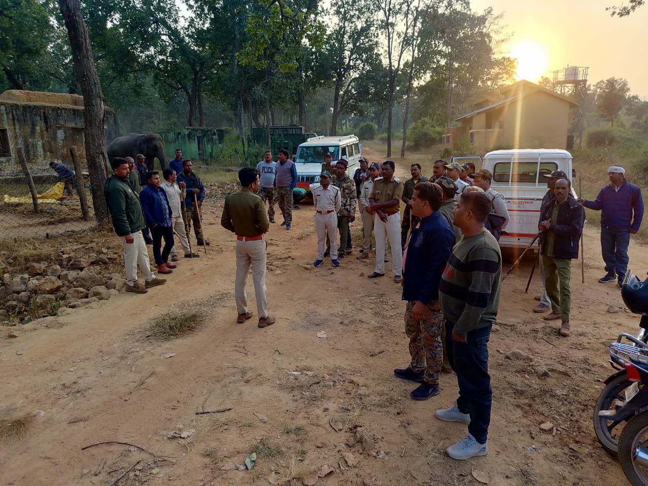 Umaria Noose on tiger neck in Bandhavgarh