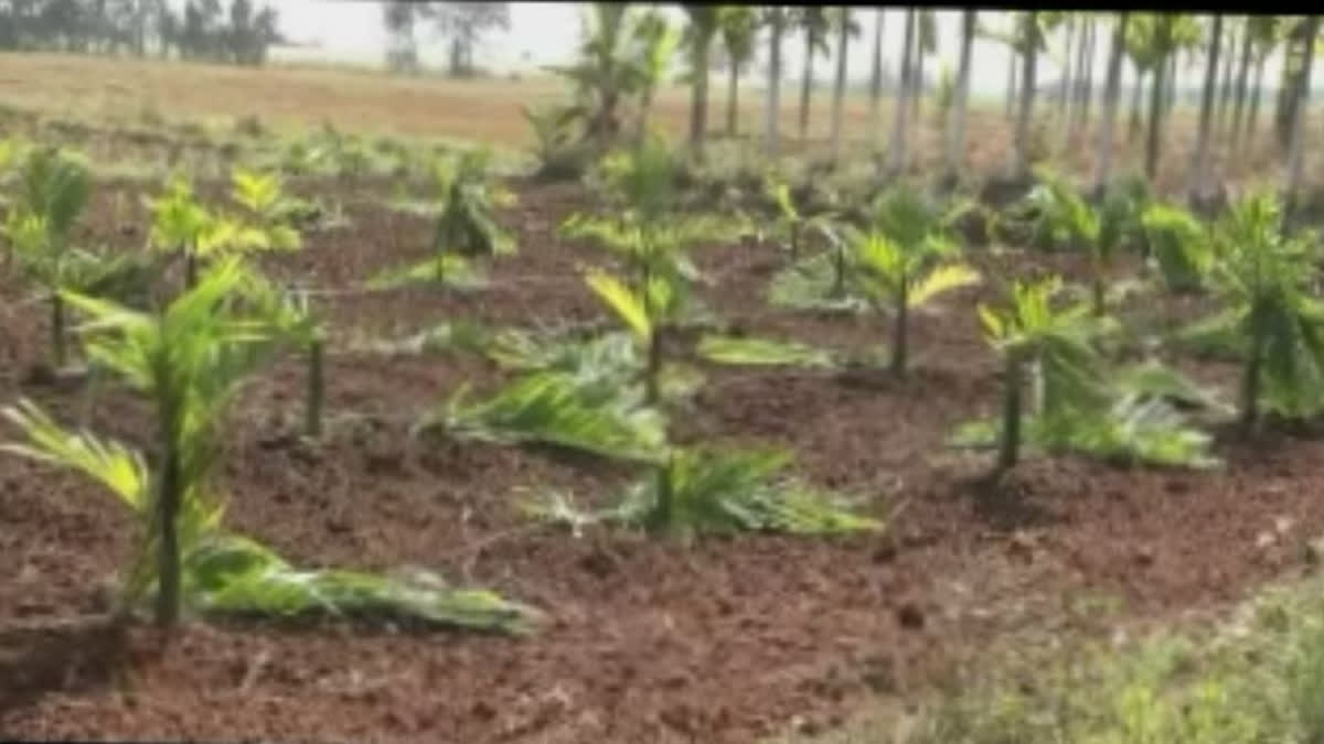 The incident took place on Sunday. The farmers had planted the areca nut trees in a two acre land. A case has been registered in Honnali police station. Police is investigating the matter,