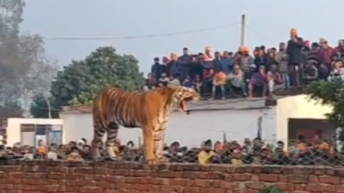 A tiger entered a village in Pilbhit