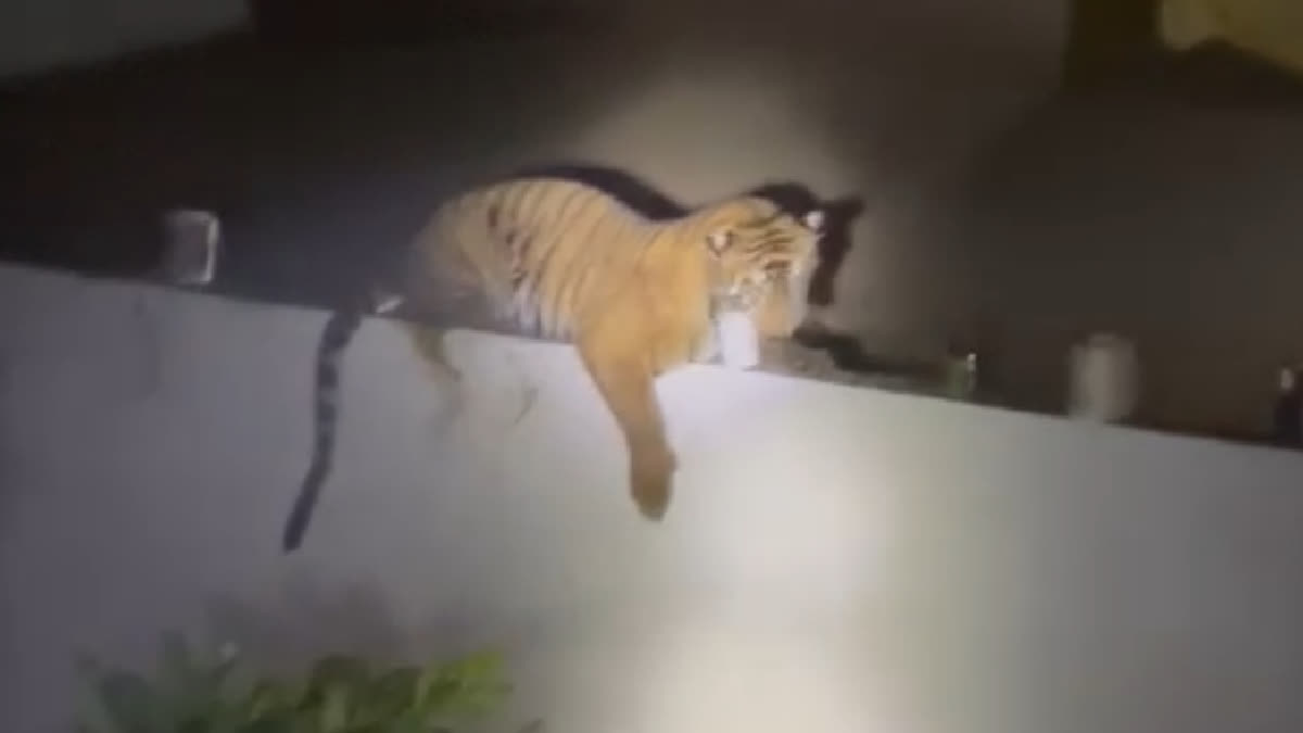 Video: Tiger climbs atop farmer's boundary wall in UP's Pilibhit, sits throughout the night