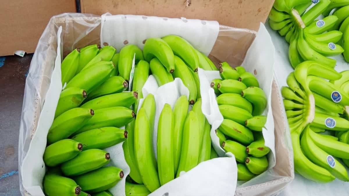 Burhanpur bananas to Arab countries